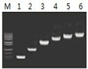 50μl 擴增體系中，以 5ng λDNA 為模板，對 500bp~6.0kb 的擴增結(jié)果