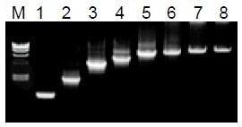 50μL 擴(kuò)增體系中，λDNA 為模板，擴(kuò)增 1kb~20kb 片段。