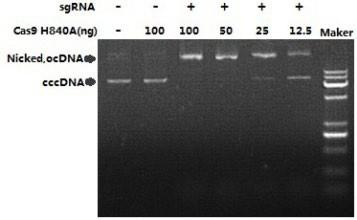 Cas9(H840A) Nickase DNA 切割活性檢測(cè)