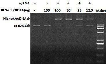 NLS-Cas9(D10A) Nickase DNA 切割活性檢測