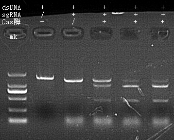 Cas12a Nuclease 做 DNA 片段體外切割活性檢測