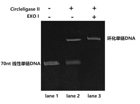 Circleligase II 連接結果檢測（變性 PAGE 膠）