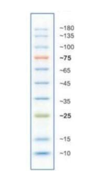 Prestained Protein Ladder (10～180kDa)使用建議