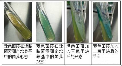 綠膿菌素測(cè)定培養(yǎng)基中加入三氯甲烷后的顏色