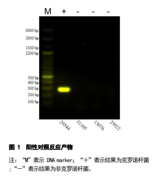 克羅諾桿菌 PCR 檢測試劑盒結(jié)果判讀