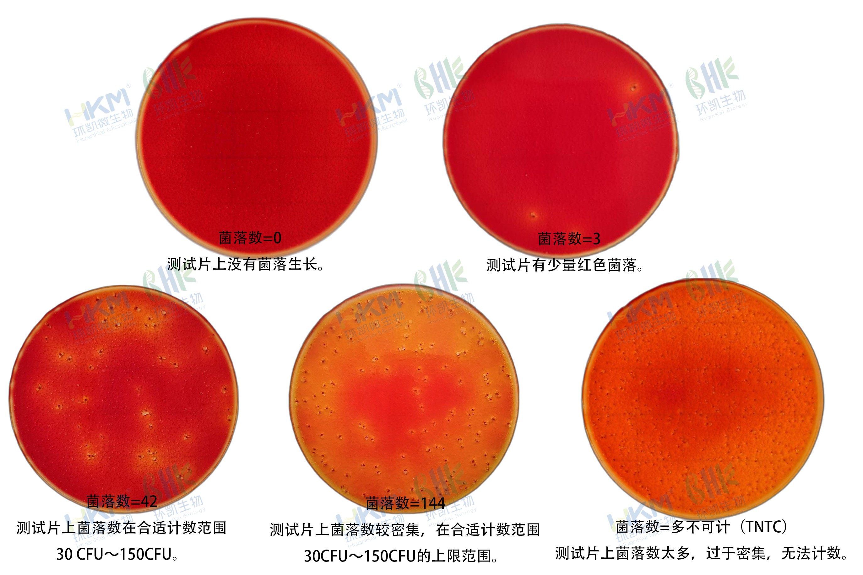 大腸菌群判讀手冊
